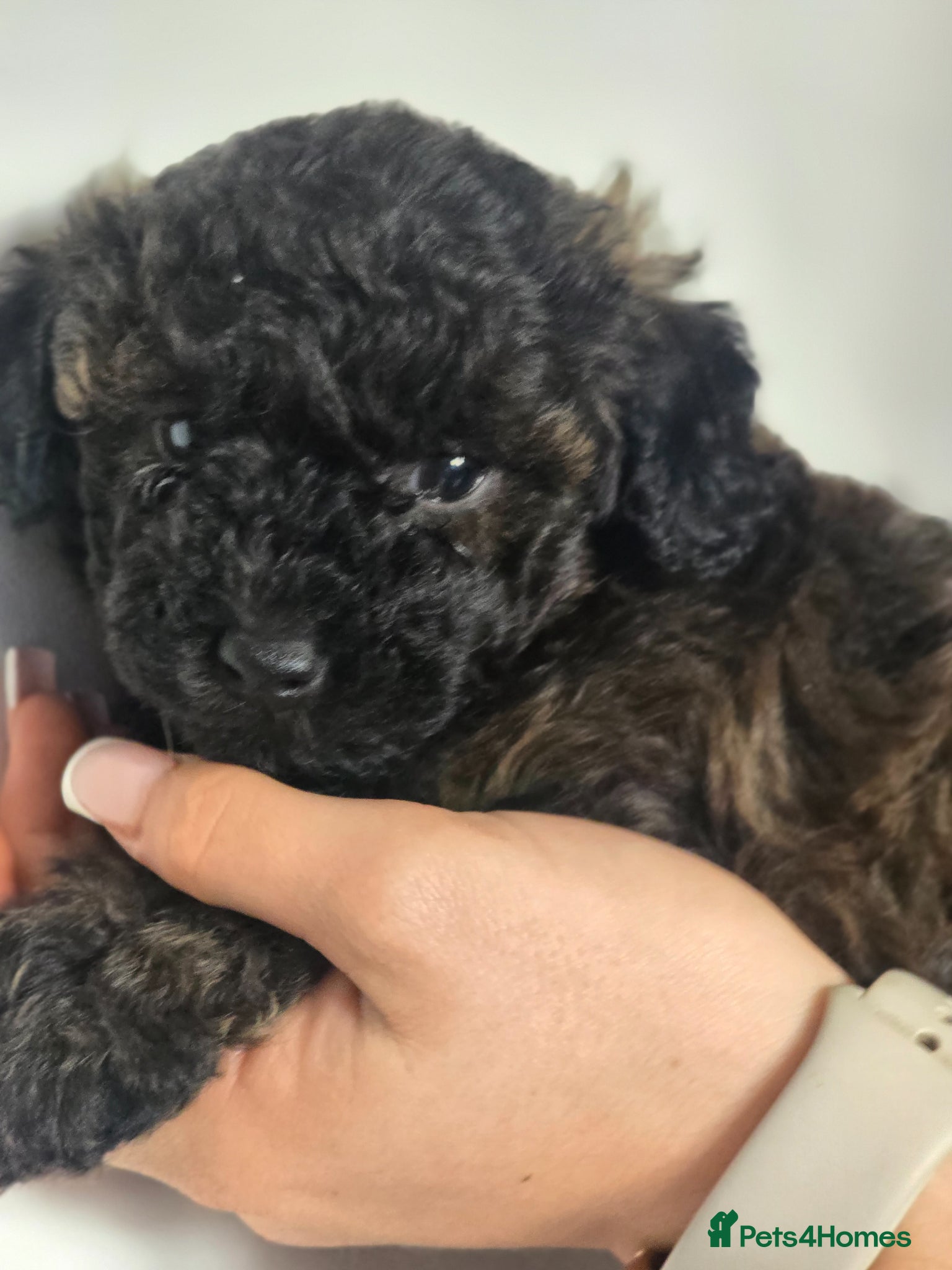 Poochon dogs Health tested  tiny F1 Poochon Puppies - Advert 1