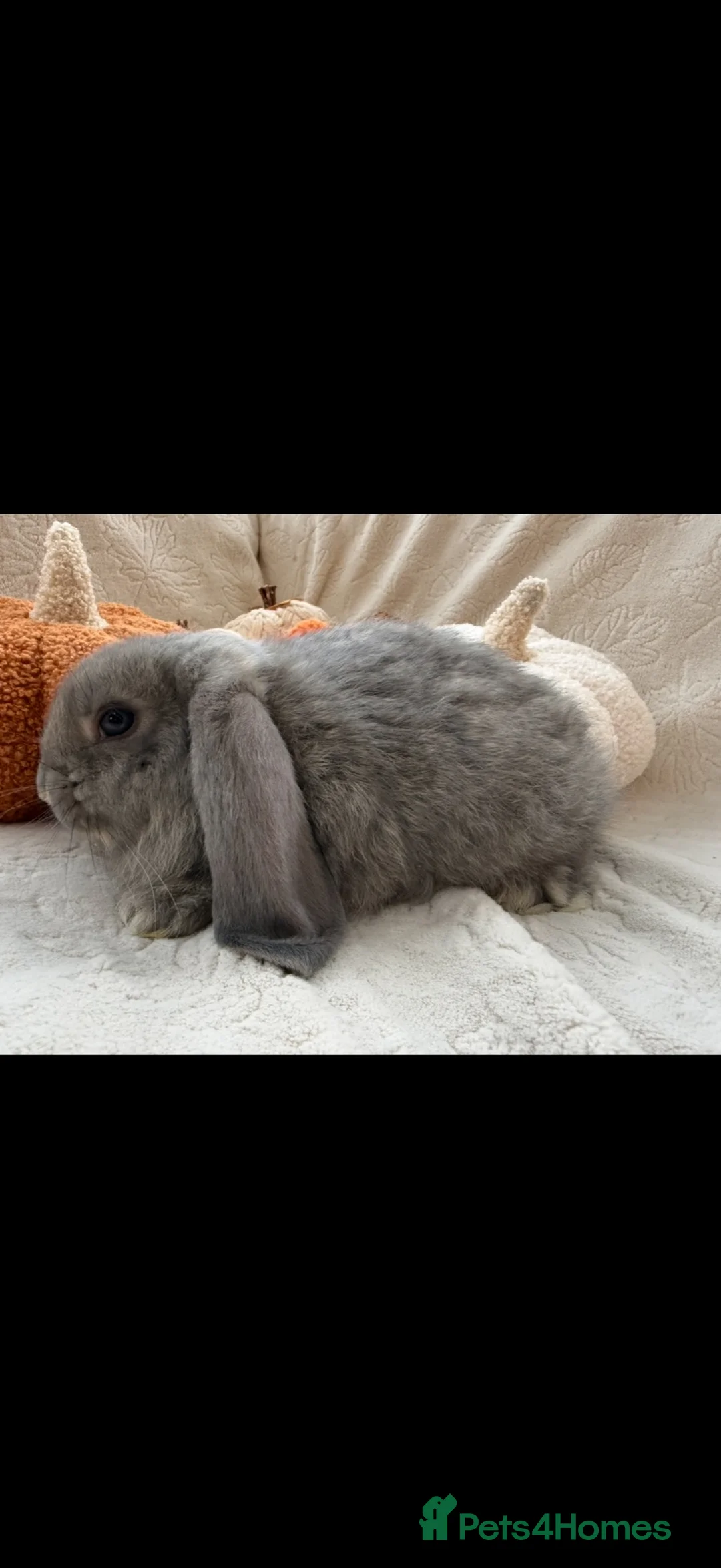 French Lop rabbits for sale: French Lop Baby Rabbits – Moorside Lops - Advert 1