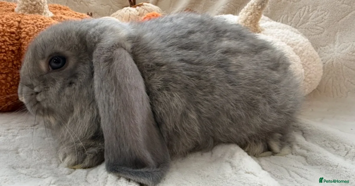 Wise Rabit French Lop Rabbits for Sale for sale in Liverpool, Merseyside | Pets4Homes