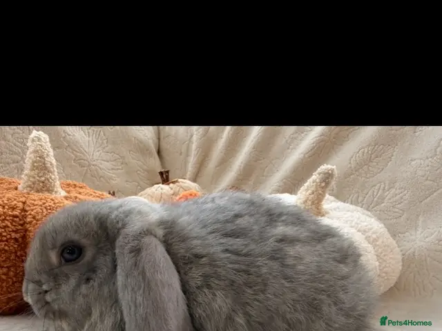 French Lop rabbits for sale: French Lop Baby Rabbits – Moorside Lops - Advert 1