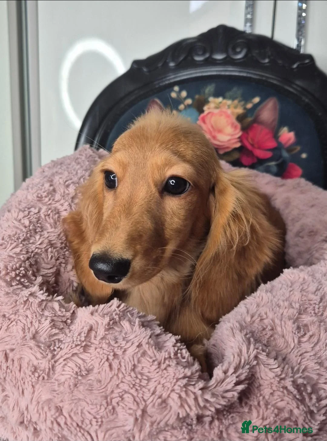 Miniature Dachshund dogs for sale: KC registered miniature dachshund girl - Advert 1