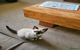 Mixed Breed cats for sale: Snowshoe Kitten Looking For His Forever Home - Image 4