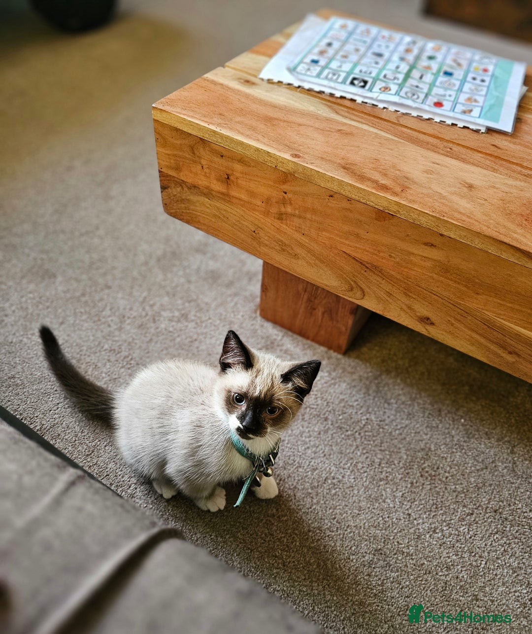 Mixed Breed cats for sale: Snowshoe Kitten Looking For His Forever Home - Image 4