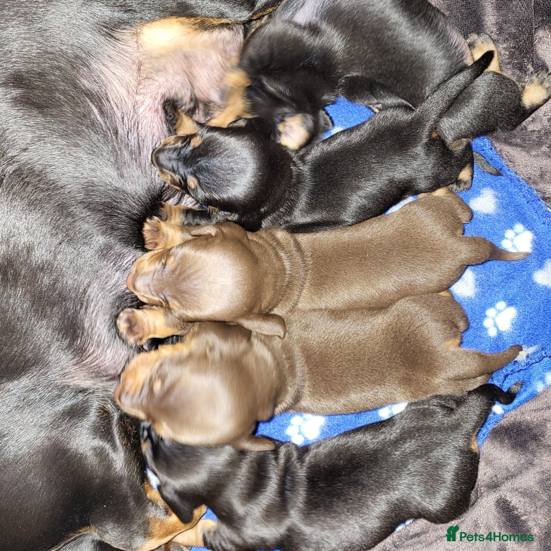 Dachshund dogs for sale: Wonderful dachshund puppies  - Advert 3