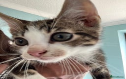 Mixed Breed cats for sale: 3 gorgeous Toms for sale - Image 4