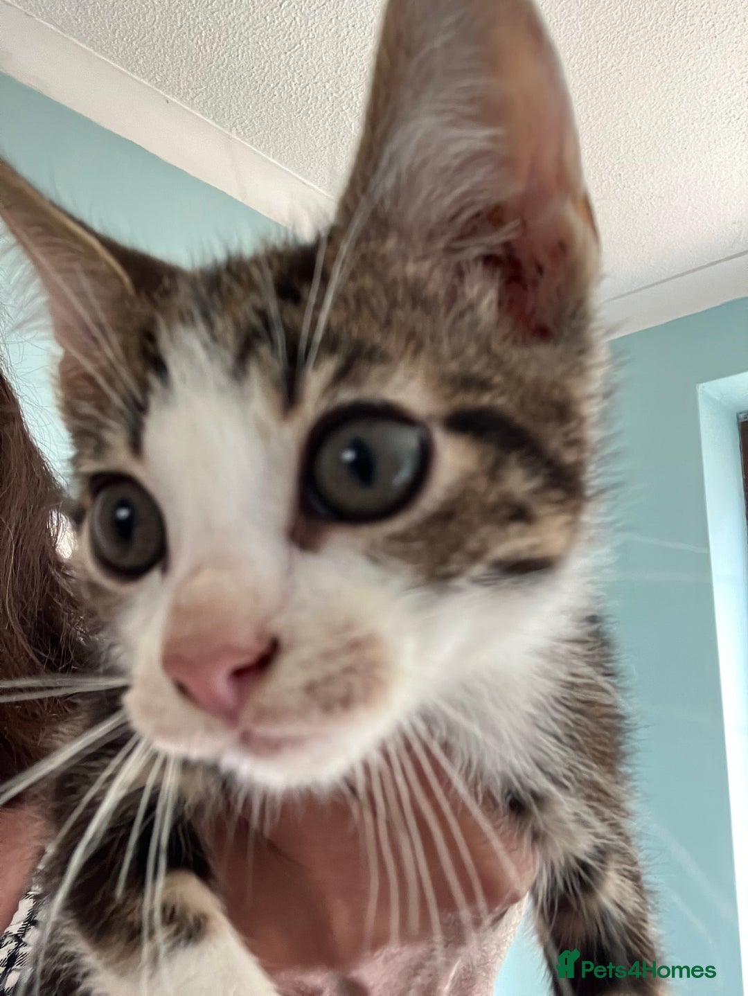 Mixed Breed cats for sale: 3 gorgeous Toms for sale - Image 4