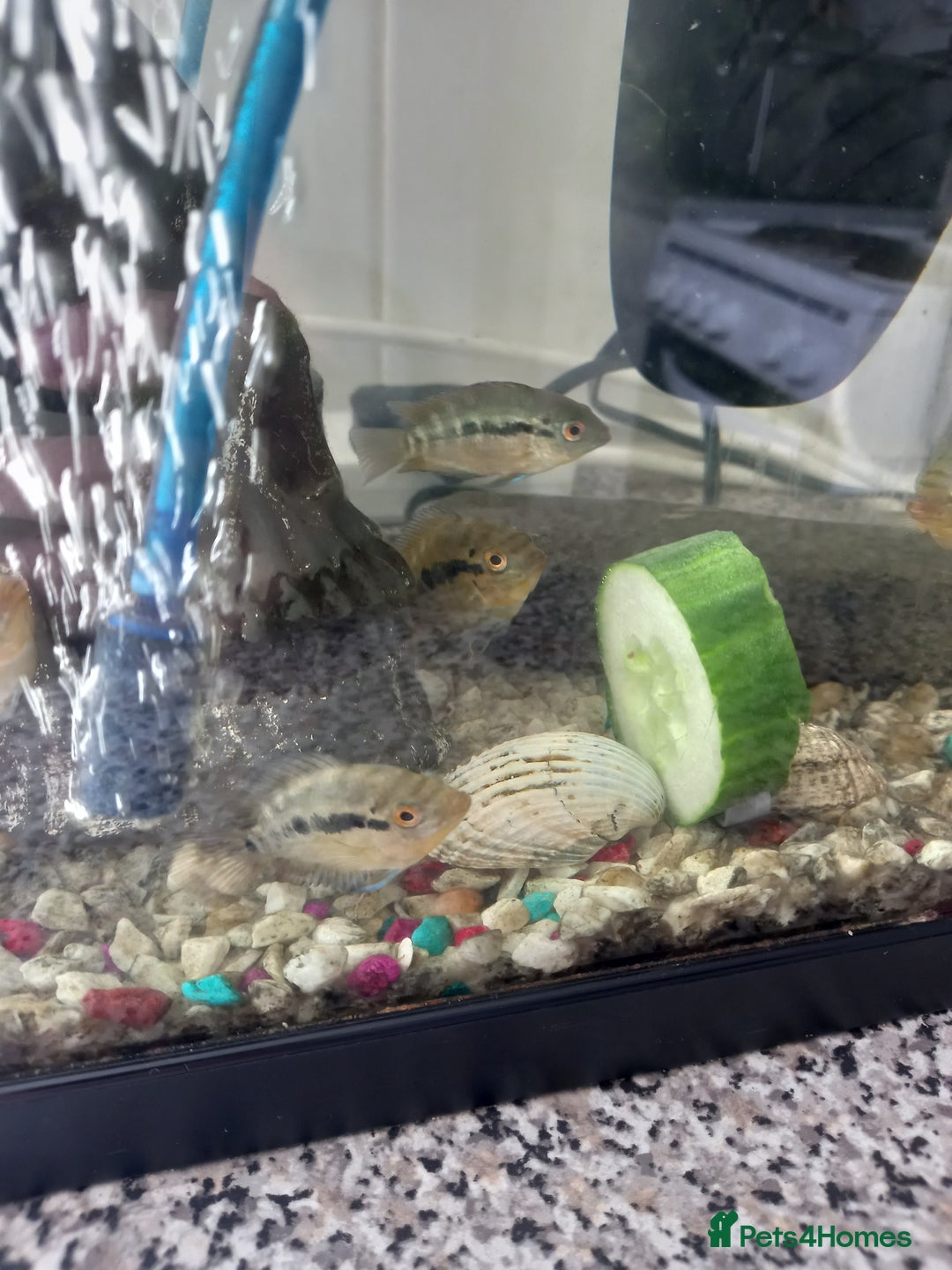 Rainbow Fish fish for sale: South American rainbow cichlids  - Image 1
