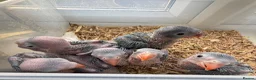 Ringnecks birds for sale: Beautiful Hand-Reared Baby Indian Ringnecks  - Advert 9