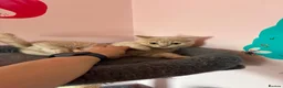 British Shorthair cats for sale: British Short Hair kittens for sale READY TO GO - Advert 7