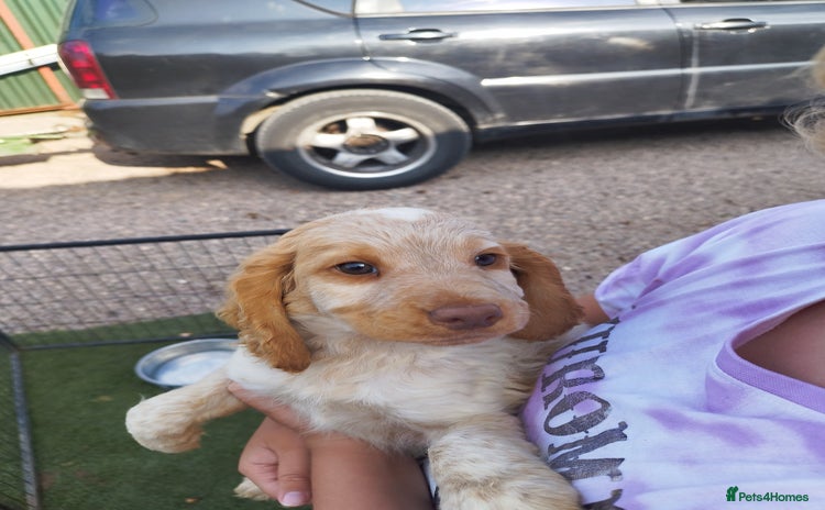 Cockapoo dogs - Advert 16