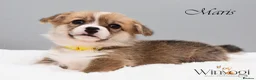 Welsh Corgi Pembroke dogs for sale: Absolutely Stunning KC WPC Puppies  - Advert 10