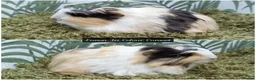 Guinea Pig rodents for sale: Long Haired Baby Guinea Pigs in Roche Cornwall - Advert 10
