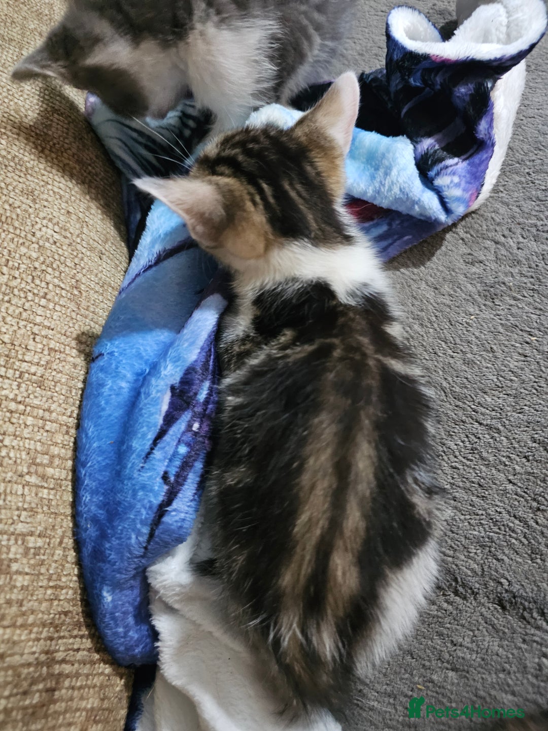 Mixed Breed cats for sale: Adorable kittens for sale - Advert 28