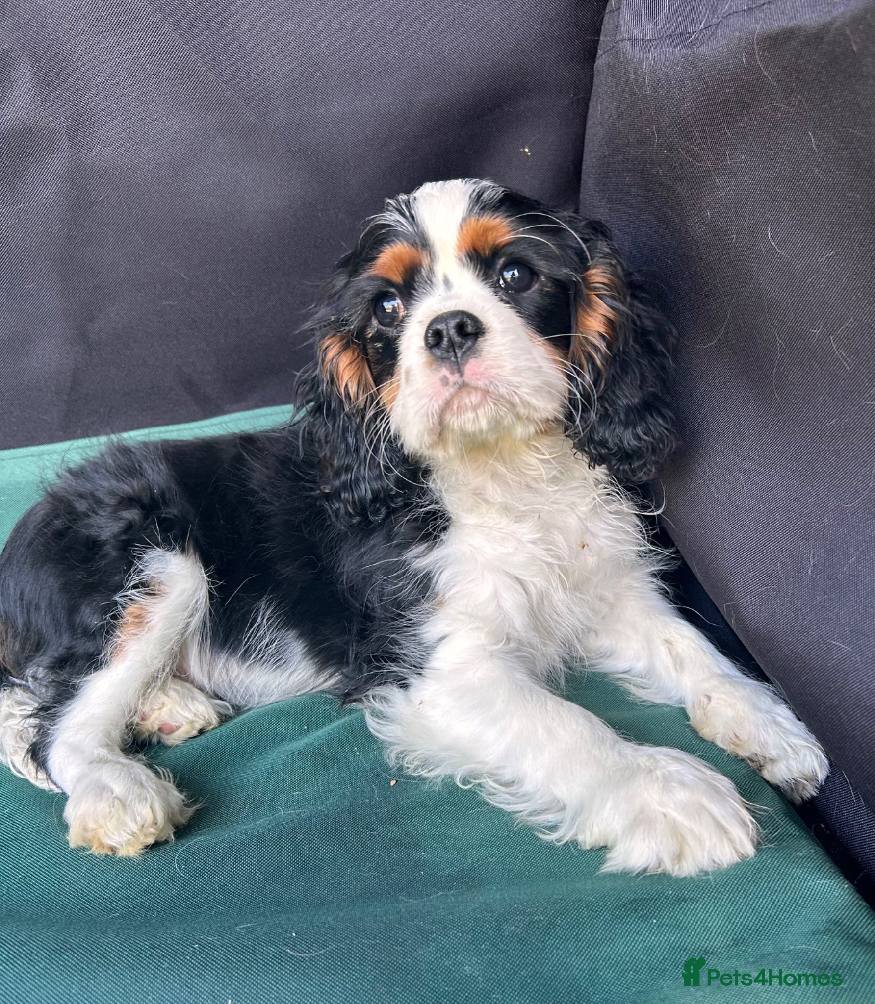 Cavalier King Charles Spaniel dogs Stunning cavalier boys  - Advert 1