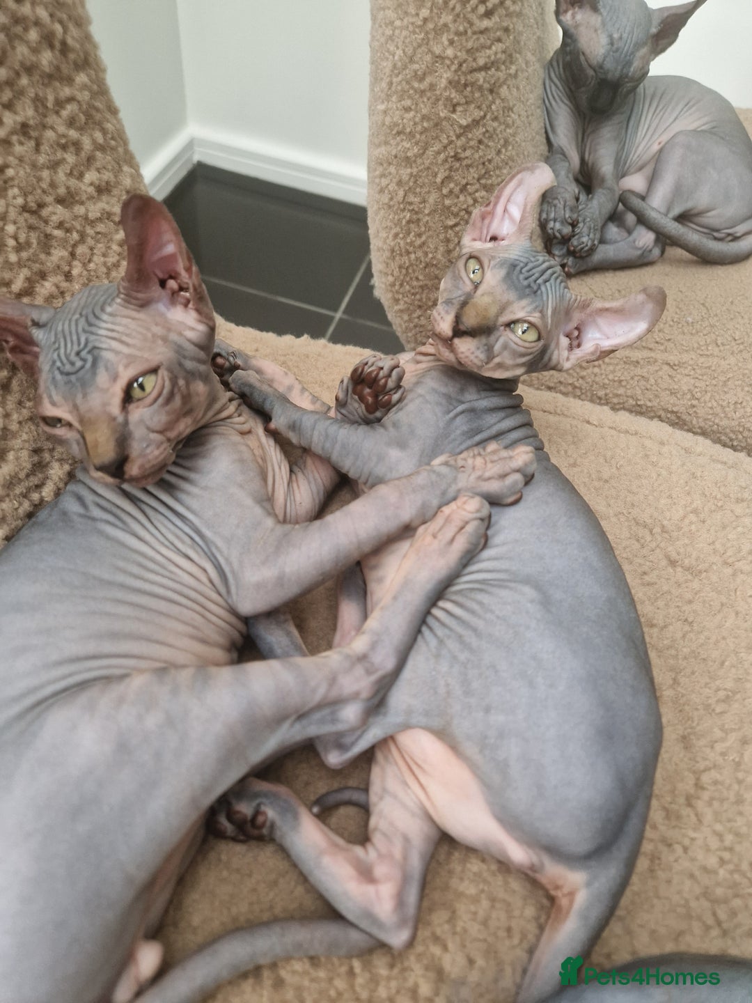 Sphynx cats for sale: Amazing kittens  - Image 5