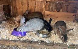 Rex rabbits for sale: Mini Rex and mini Rex cross - Image 1