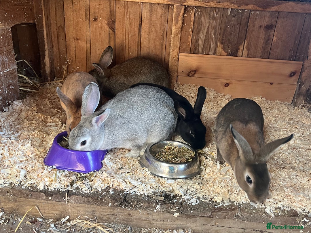 Rex rabbits for sale: Mini Rex and mini Rex cross - Image 1