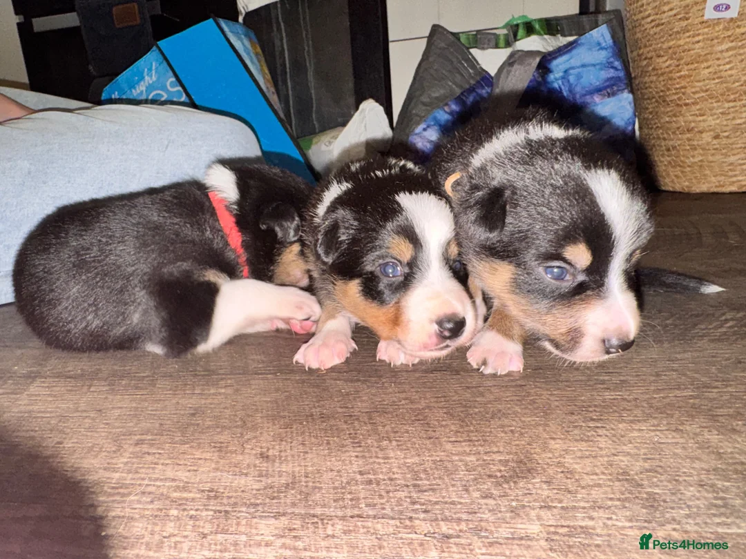 Border Collie dogs for sale: 7 tri color short hair collies from working parent in Hexham - Advert 1