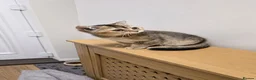 British Shorthair cats for sale: British shorthair  cat - Advert 7