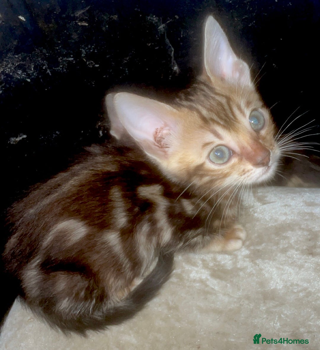 Bengal cats for sale: 3 beautiful pure bengals  - Image 2