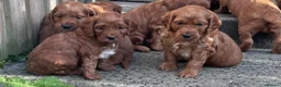Irish Doodle dogs for sale: F1 miniature Irish doodles - Advert 10