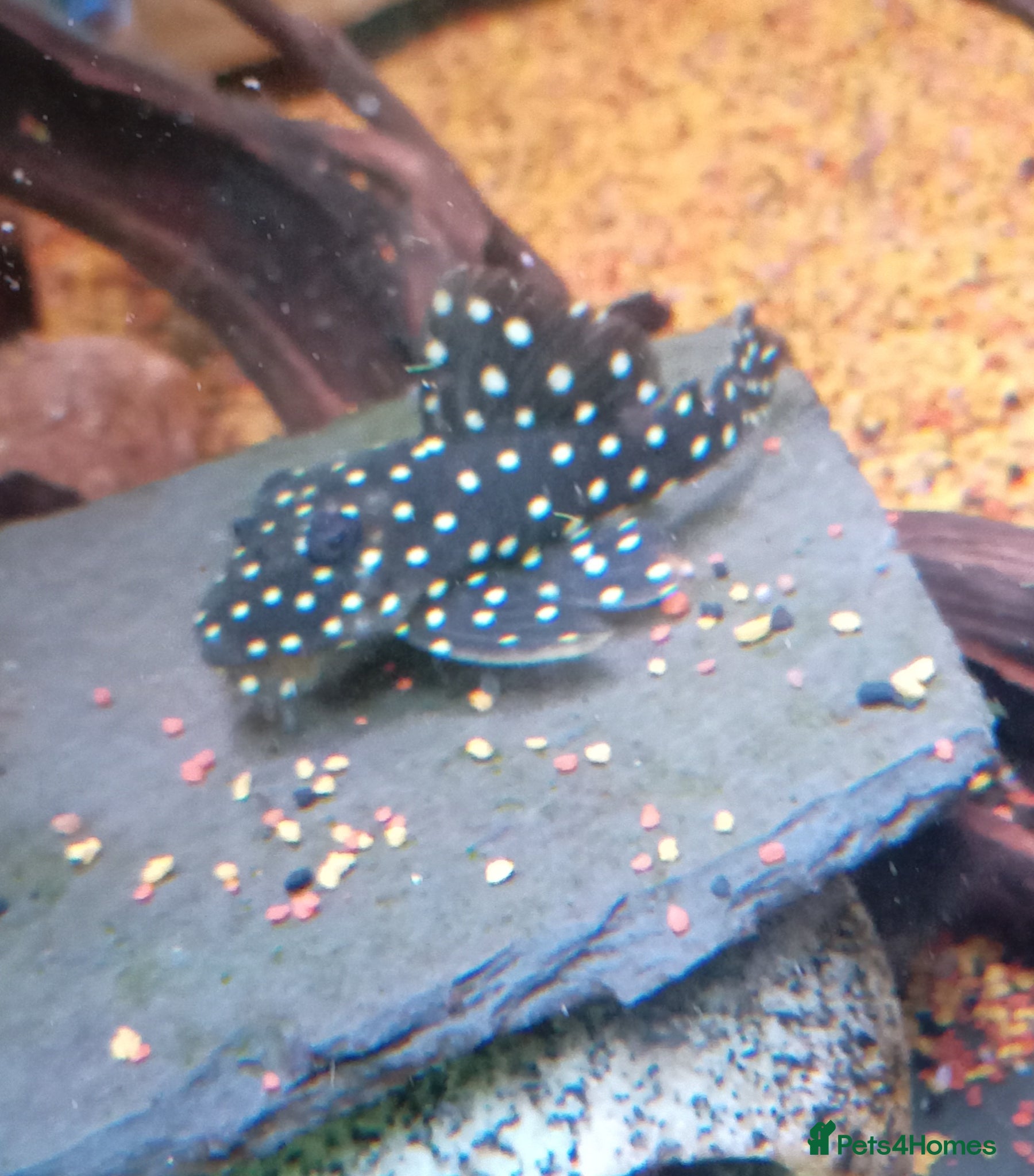 Cichlids fish plecos, electric blu Dempsey, emp snakehead,Oscars - Advert 2