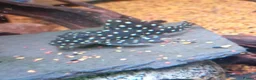 Cichlids fish for sale: plecos, electric blu Dempsey, emp snakehead,Oscars - Advert 2