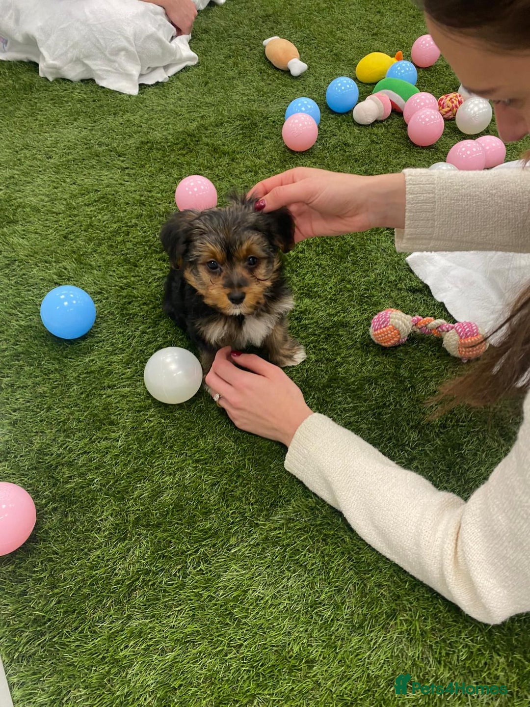 Yorkshire Terrier dogs for sale: 7 male Yorkshire terriers ready to leave.  - Image 22