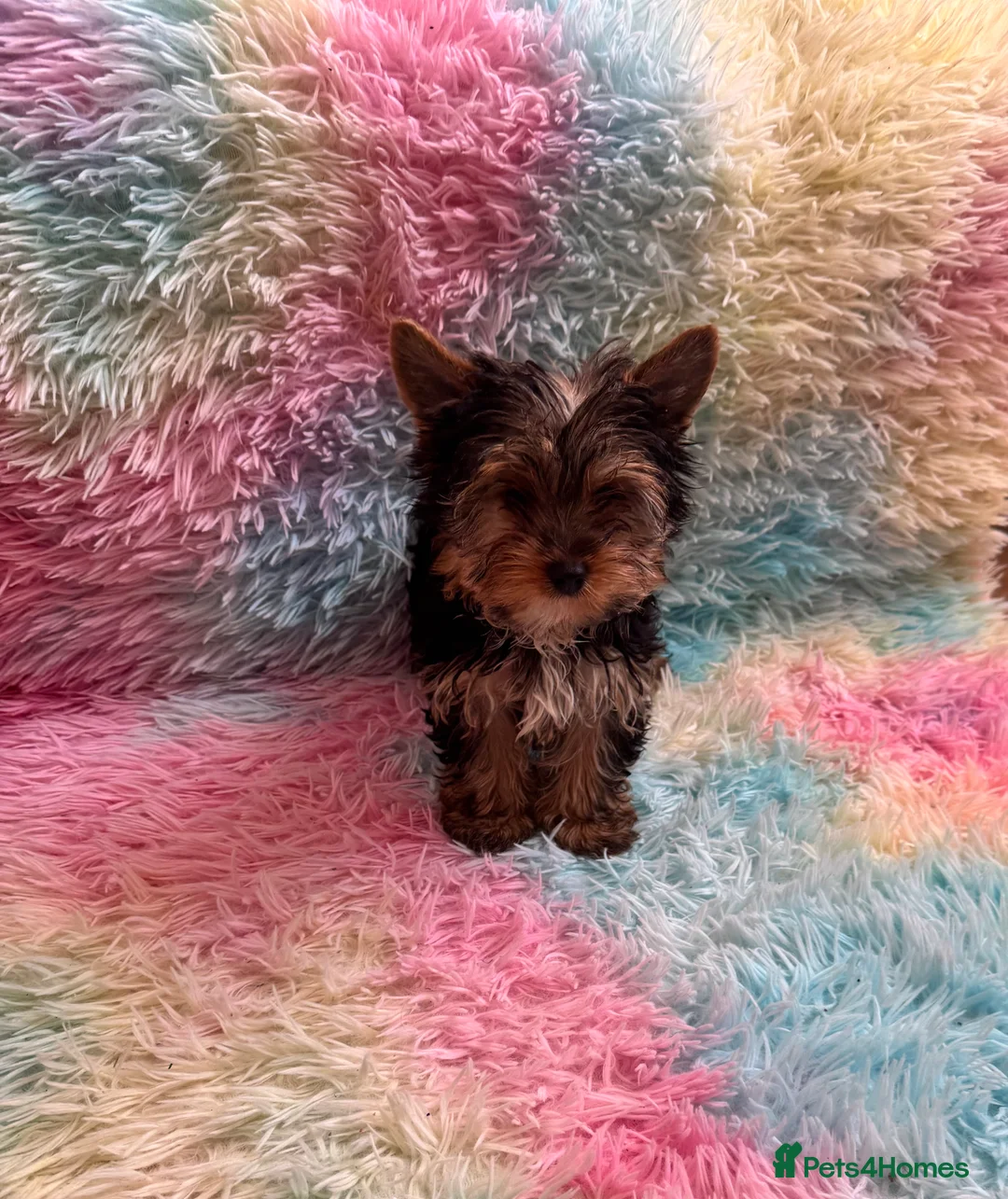 Yorkshire Terrier dogs for sale: Yorkshire terrier puppies  - Advert 2