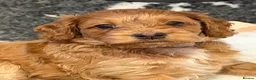 Mixed Breed dogs for sale: Beautiful Miniature Austrailian Labradoodle pups in Northwich - Advert 24