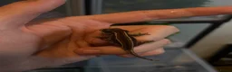 Gecko reptiles for sale: Baby gargoyle geckos  - Advert 1