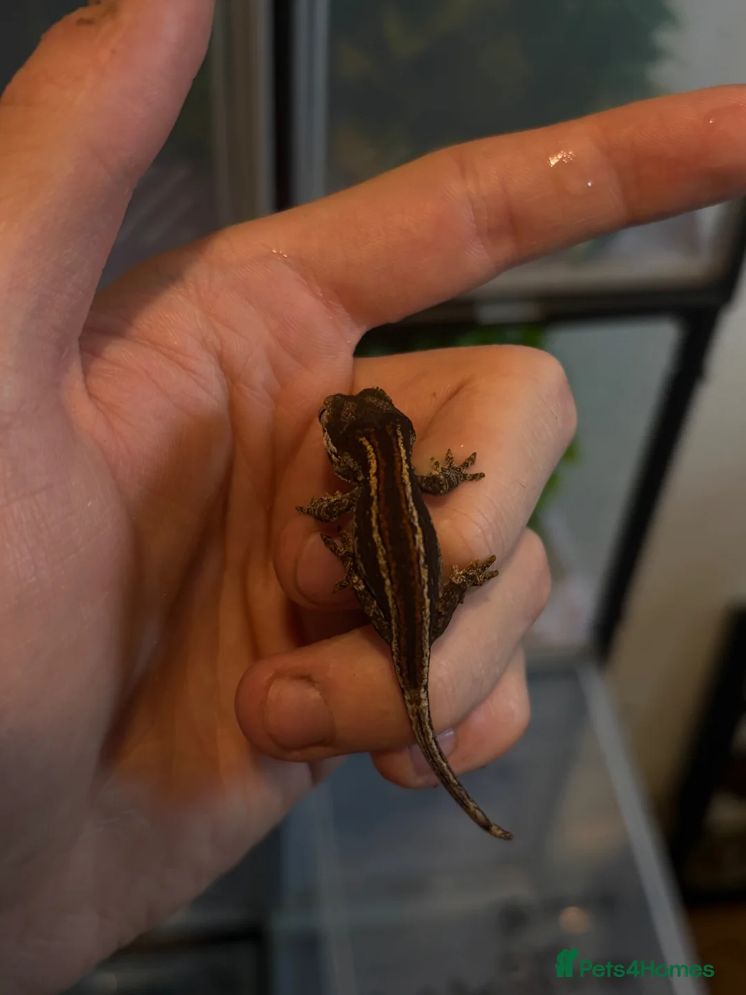 Gecko reptiles for sale: Baby gargoyle geckos  - Advert 1