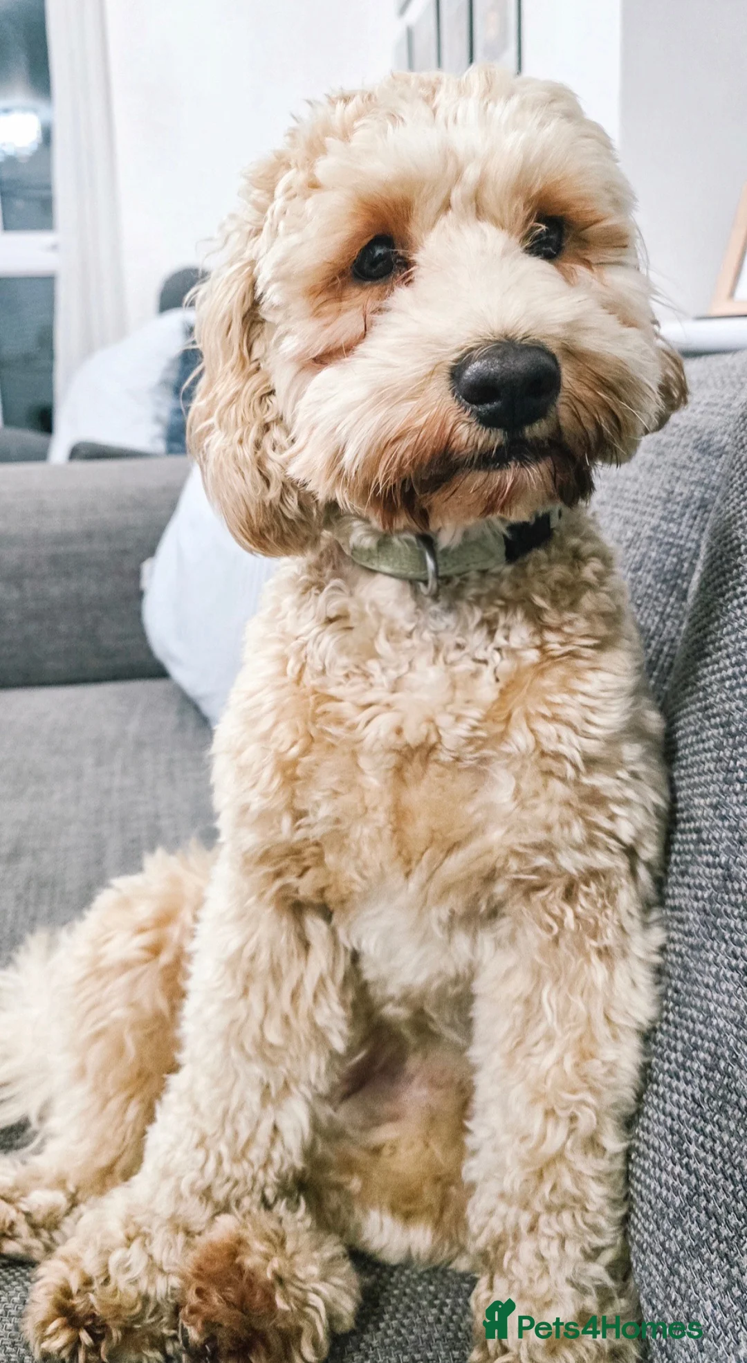 Cavapoochon dogs for sale: Cavapoochon Female – Looking for Forever Home - Advert 1