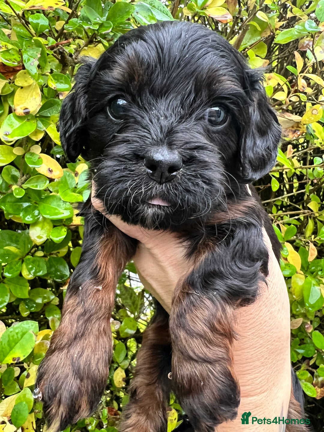 Cavapoo dogs for sale: Cavapoos EXTENSIVELY HEALTH TESTED  PARENTS - Advert 8