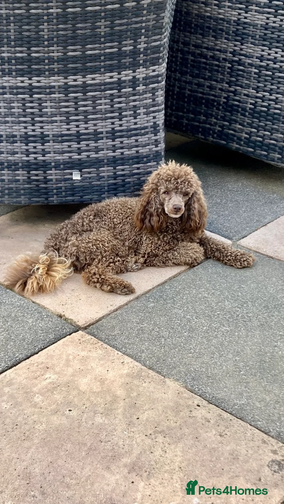 Toy Poodle dogs for stud: Health tested KC chocolate toy poodle stud in Stevenage - Advert 22