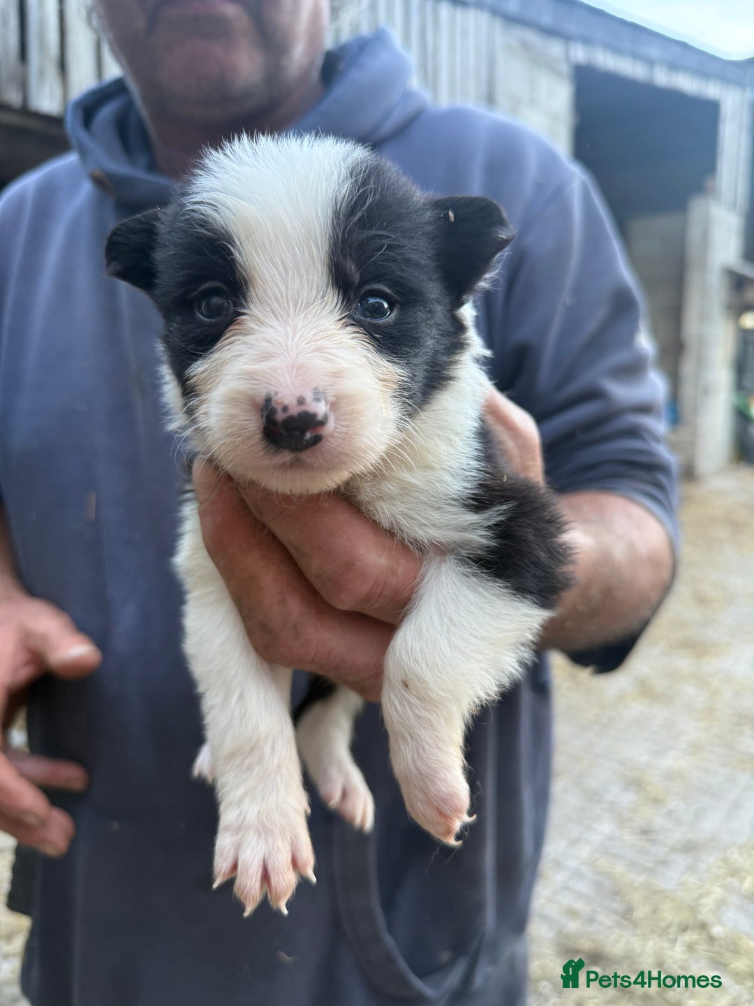 Border Collie dogs for sale: Border collie pups  - Image 18