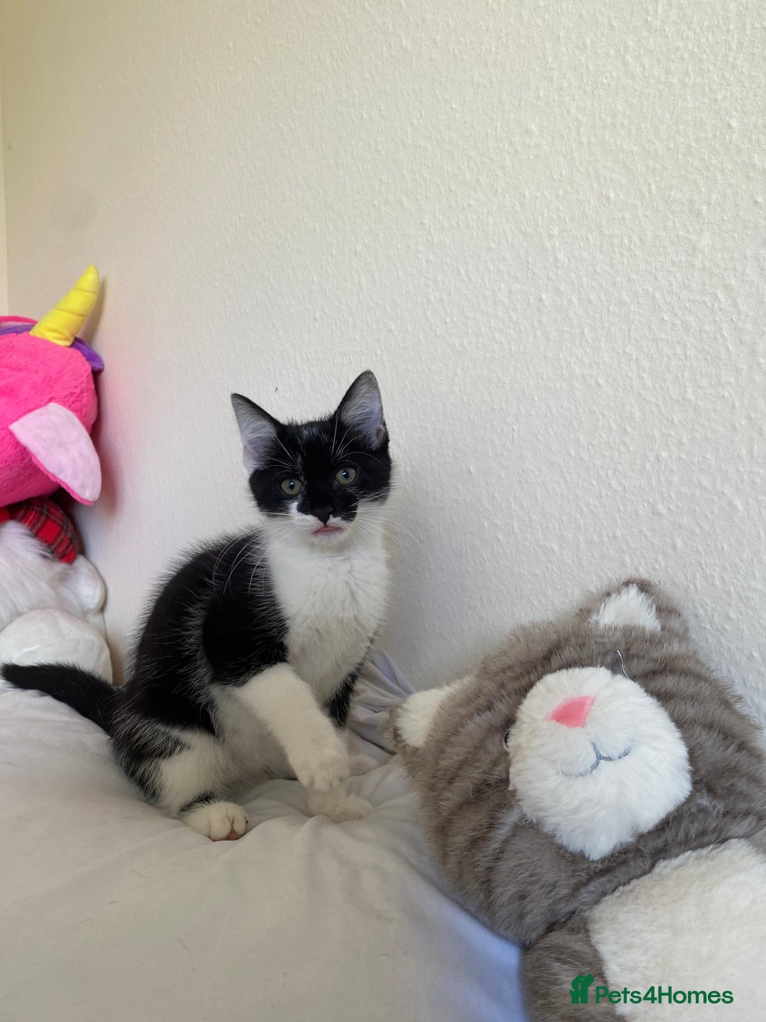 Mixed Breed cats for sale: Kittens  - Image 7