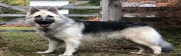 German Shepherd dogs for sale: Fully Health Tested, KC registered GSD puppies due - Advert 9