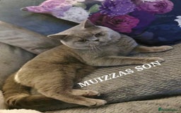 British Shorthair cats for sale: OUTSTANDING🏆PEDIGREE🎖CH SIRED in Dudley - Image 2