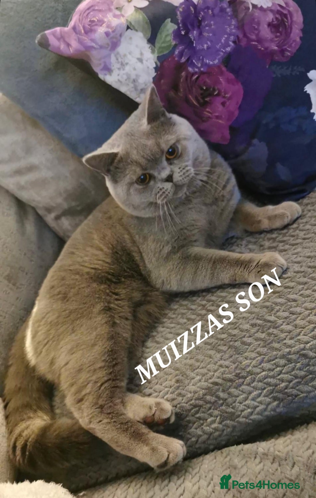 British Shorthair cats for sale: OUTSTANDING🏆PEDIGREE🎖CH SIRED in Dudley - Image 2