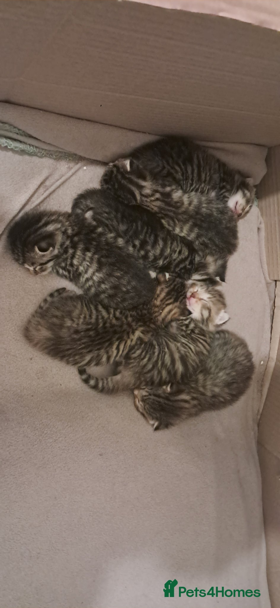 Mixed Breed cats for sale: 7 little kittens for sale  - Advert 3