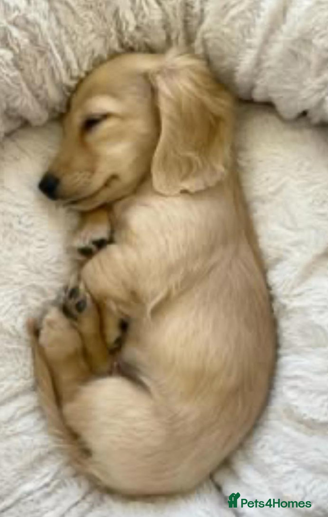 Miniature Dachshund dogs for sale: KC Cream long haired miniature dachshund puppies - Image 13