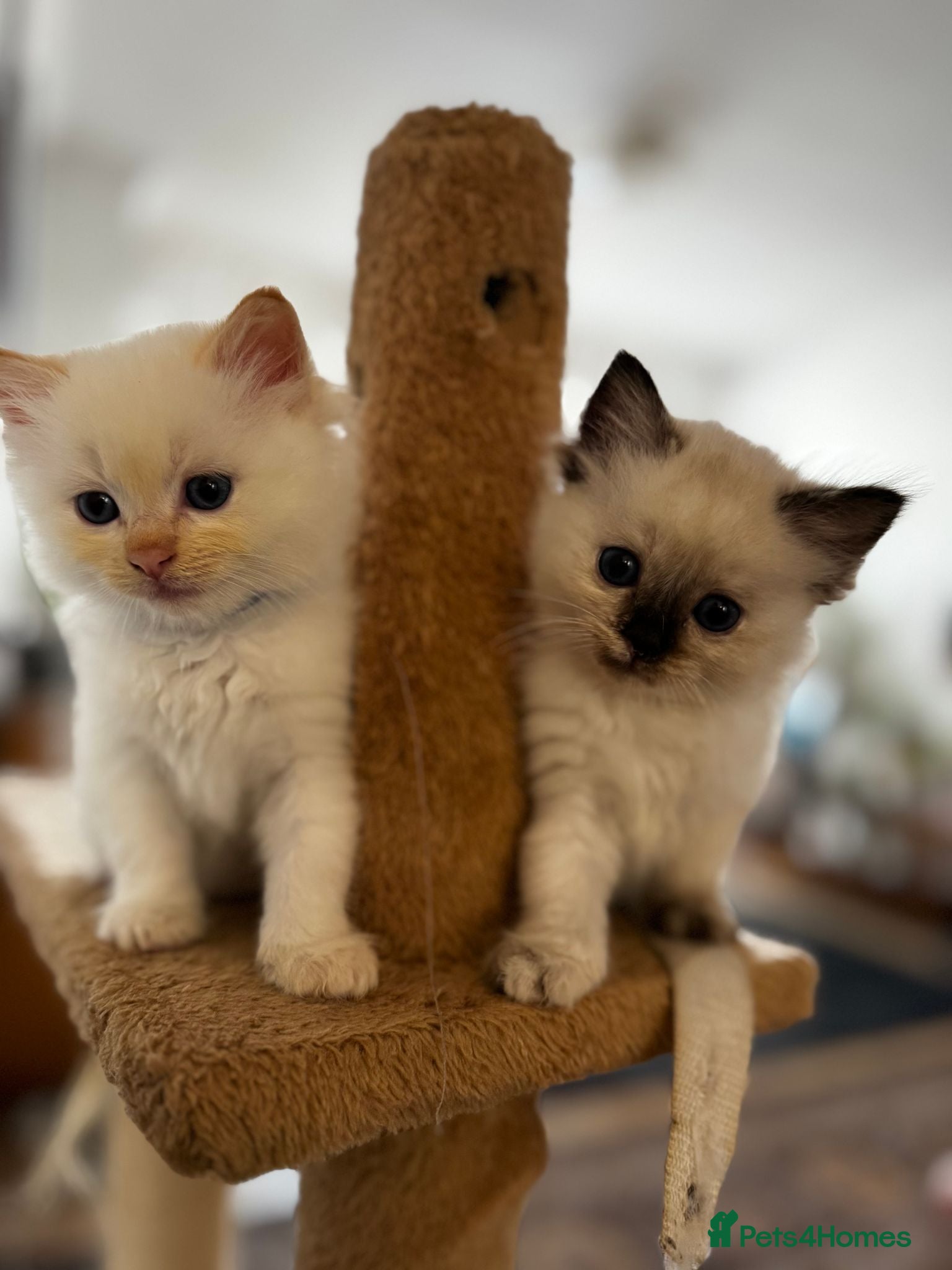 Ragdoll cats Beautiful Ragdoll Kittens Flame Point & tortie - Advert 10