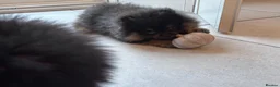 Pomeranian dogs for sale: Kc reg teddy pom  - Advert 4