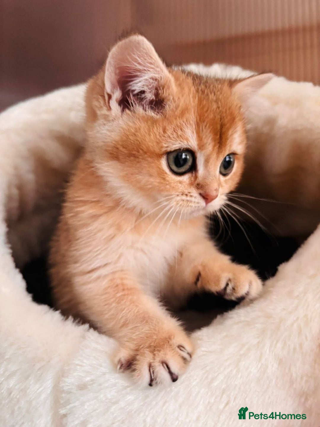 British Shorthair cats for sale: Charming British golden chinchillas - Advert 6