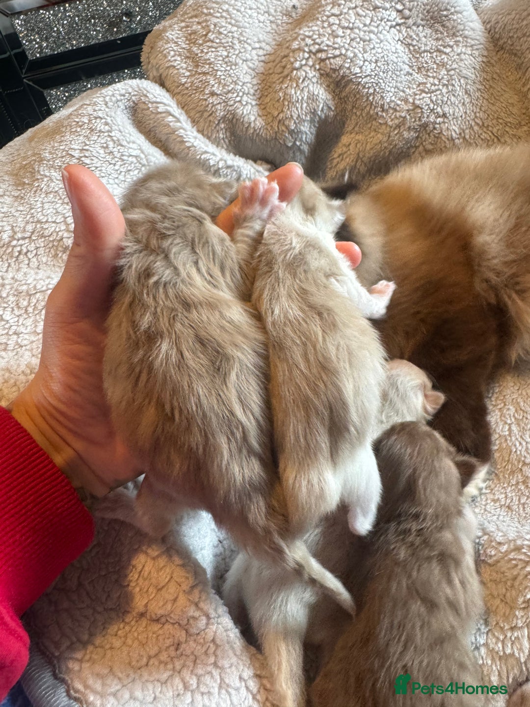 Ragdoll cats for sale: Rare Cherubim ragdolls lilac mink sepia smoke  - Image 4