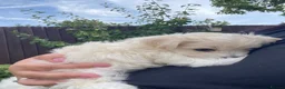 Bichon Frise dogs for sale: 3 boys and 2 girls ready to go after 17/08 - Advert 9