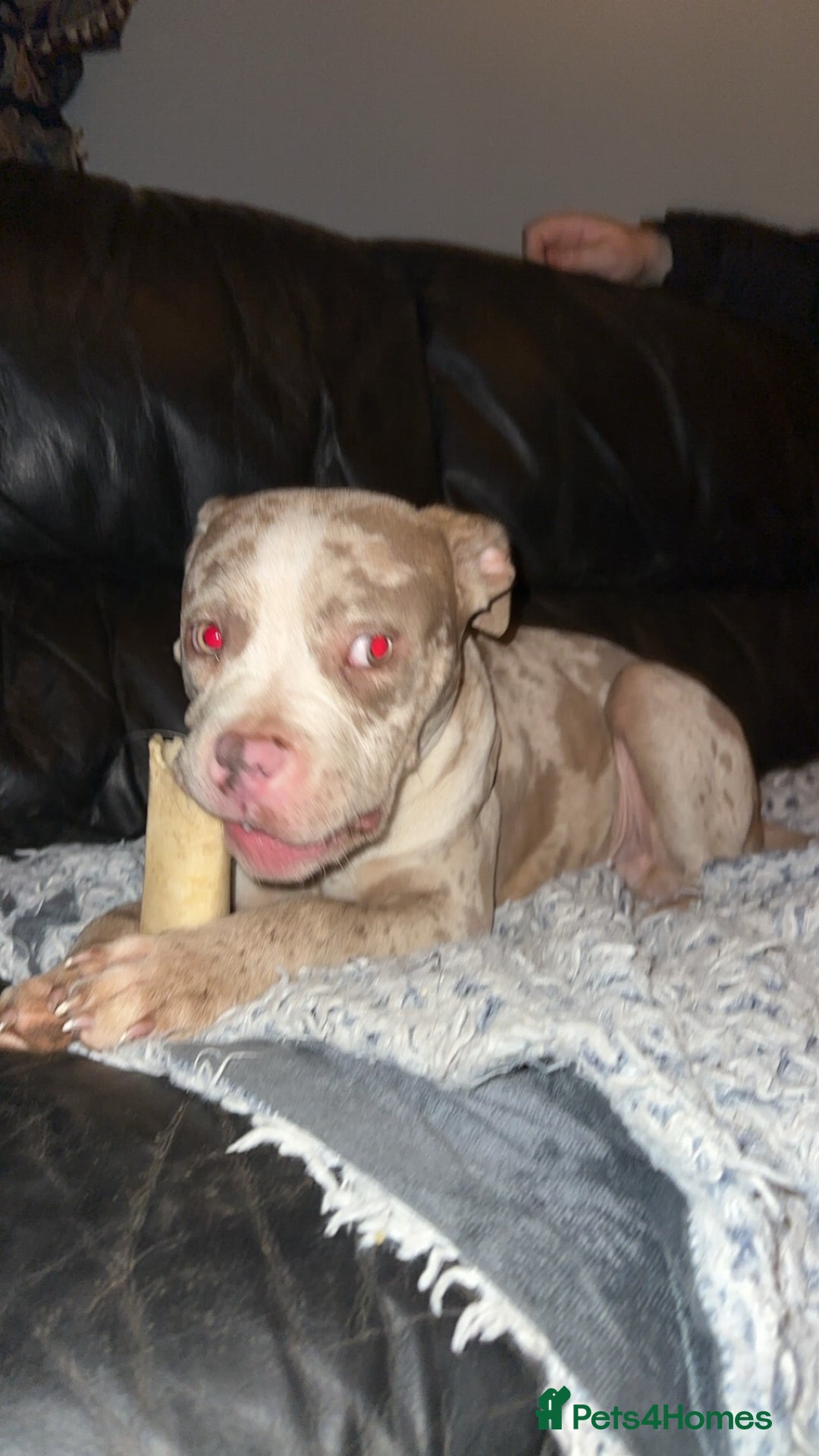 American Bully dogs for sale: Pocket bully pups  - Advert 3