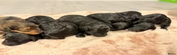 Bordoodle dogs for sale: Mini borderdoodles  in Accrington - Advert 26