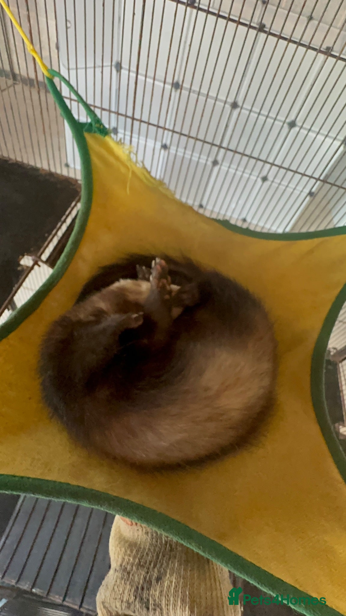 Ferret rodents Two stunning semi tamed ferrets  - Advert 2